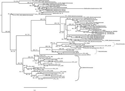 Bdellovibrio and Like Organisms in Lake Geneva: An Unseen Elephant in the Room?